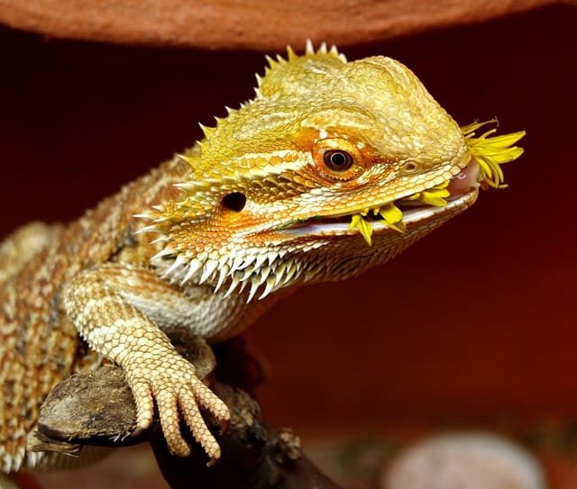 Can Bearded Dragons Eat Frozen Vegetables