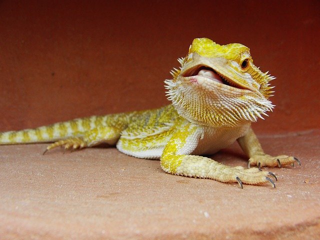 Can Bearded Dragons Eat Millipedes