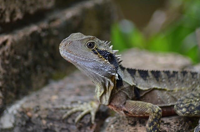 Can Bearded Dragons Eat Hibiscus Leaves