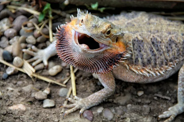 Can Bearded Dragons Eat Cucumber