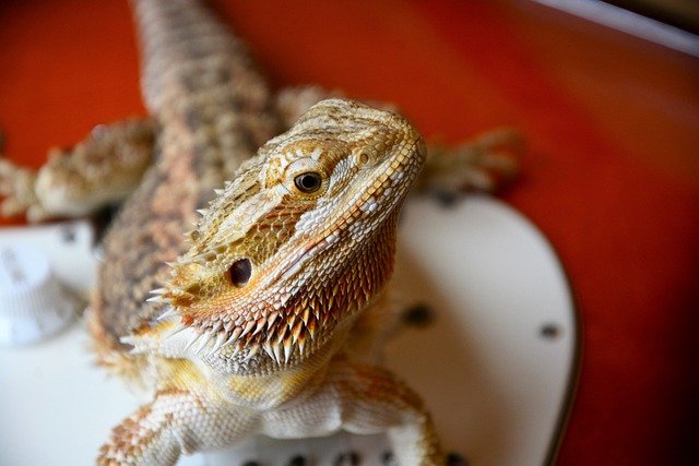 Can Bearded Dragons Eat Pear