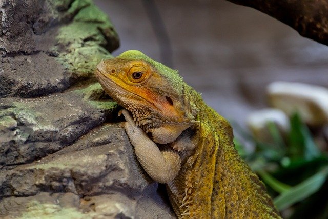 Can Bearded Dragons Eat Peanut Butter
