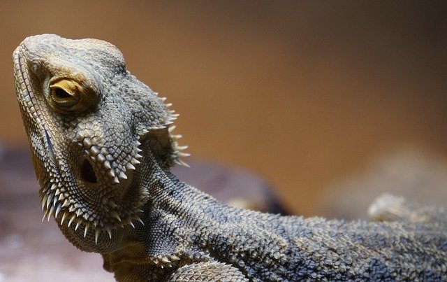 Can Bearded Dragons Eat Flies