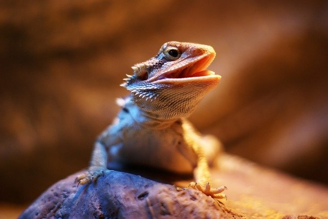 Can Bearded Dragons Eat Peanuts