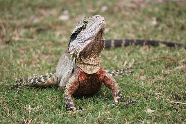 Can Bearded Dragons Eat Mustard Greens