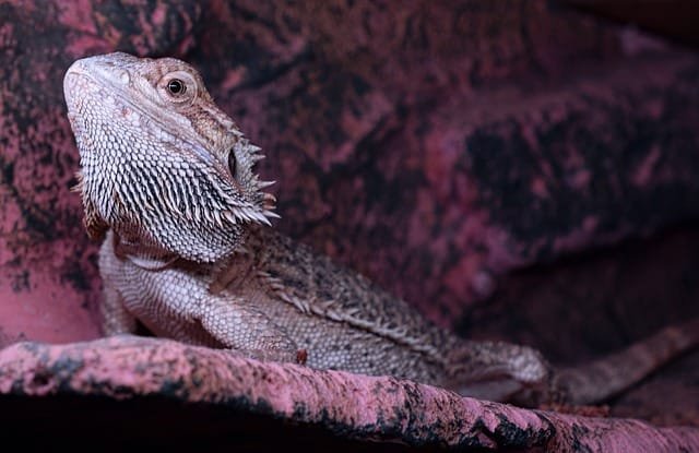 Can Bearded Dragons Eat Clover