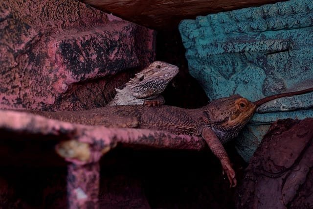 Can Bearded Dragons Eat Hibiscus