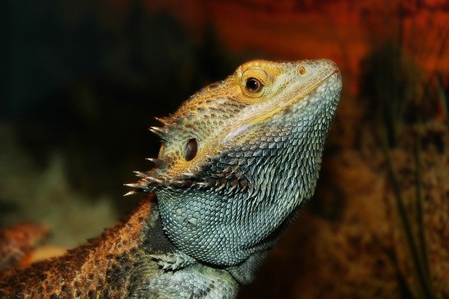 Can Bearded Dragons Eat Hibiscus Leaves