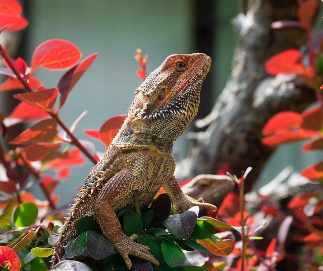 Can Bearded Dragons Eat Nectarines