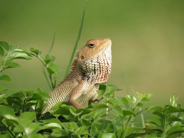 Can Bearded Dragons Eat Green Onion