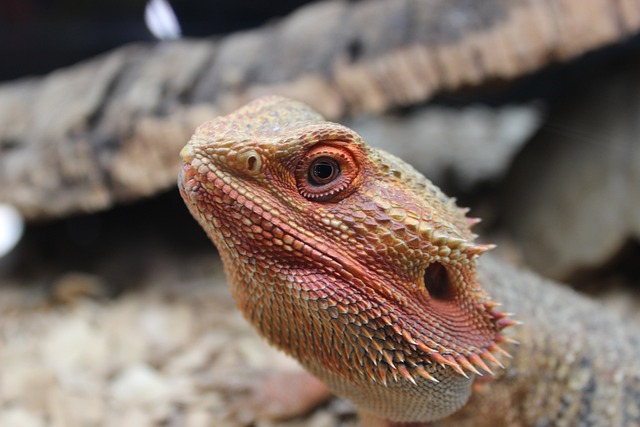 Can Bearded Dragons Eat Honeydew