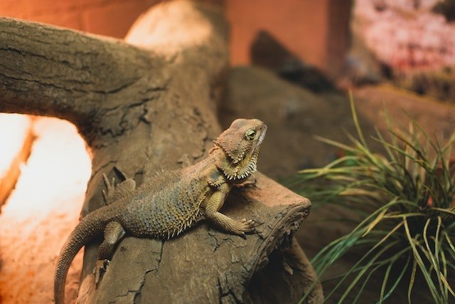 Can Bearded Dragons Eat Cooked Turkey