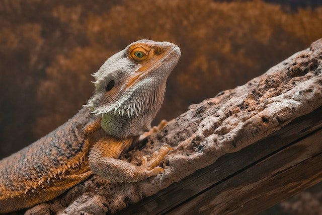 Can Bearded Dragons Eat Darkling Beetles