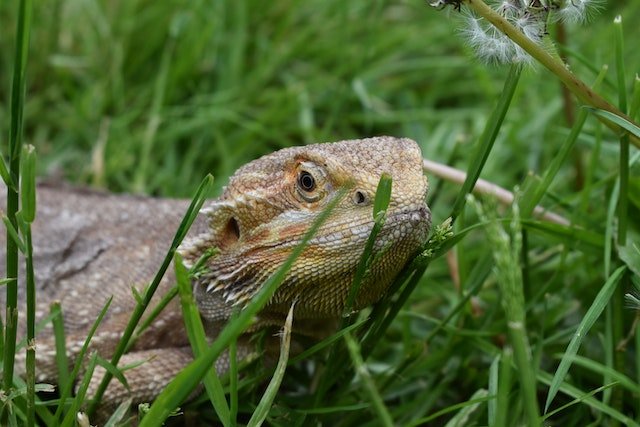 Can Bearded Dragons Eat Lavender