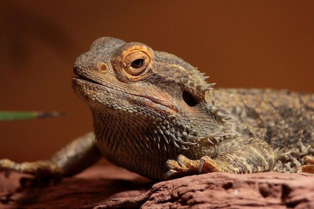 Can Bearded Dragons Eat Coconut