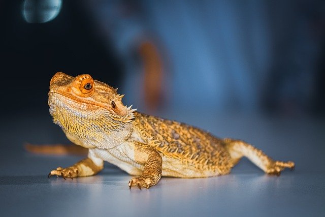 Can Bearded Dragons Eat Eggplant