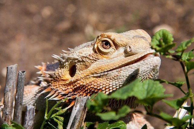 Can Bearded Dragons Eat Pomegranate