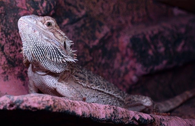 Can Bearded Dragons Eat Snails