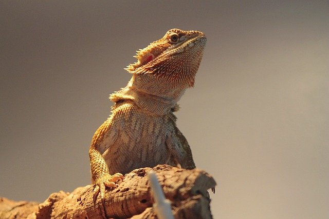 Can Bearded Dragons Eat Red Chard