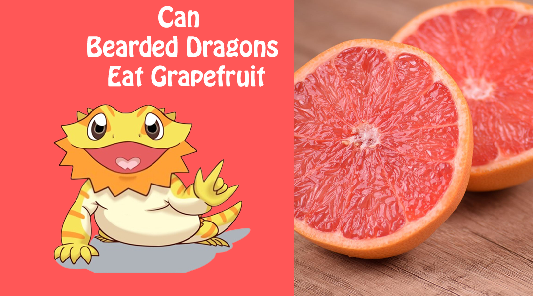 Can Bearded Dragons Eat Grapefruit