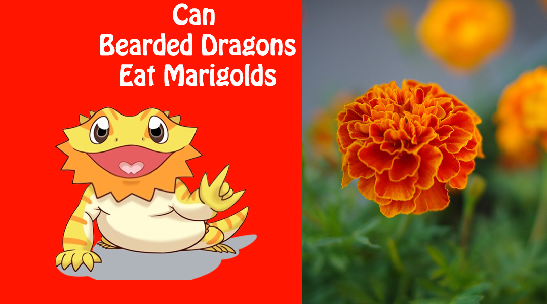 Can Bearded Dragons Eat Marigolds