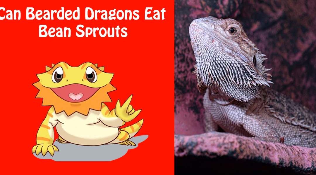 Can Bearded Dragons Eat Bean Sprouts