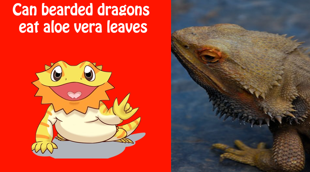 Can bearded dragons eat aloe vera leaves