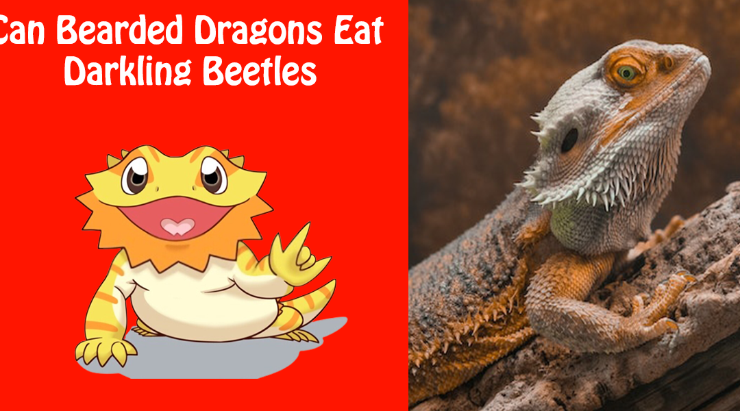 Can Bearded Dragons Eat Darkling Beetles