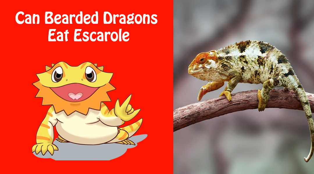 Can Bearded Dragons Eat Escarole