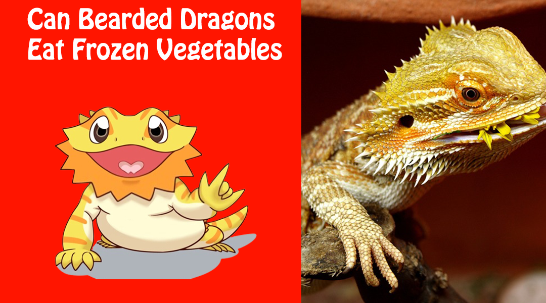 Can Bearded Dragons Eat Frozen Vegetables