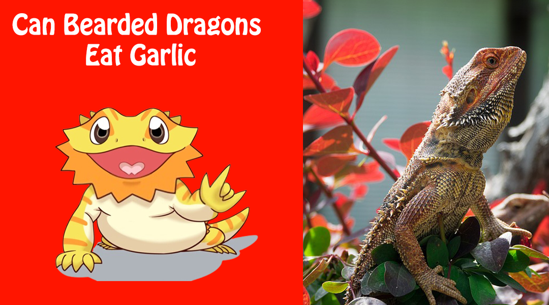 Can Bearded Dragons Eat Garlic