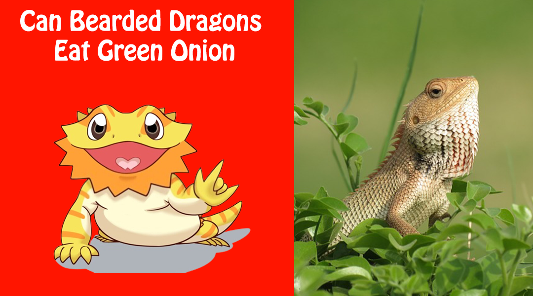 Can Bearded Dragons Eat Green Onion