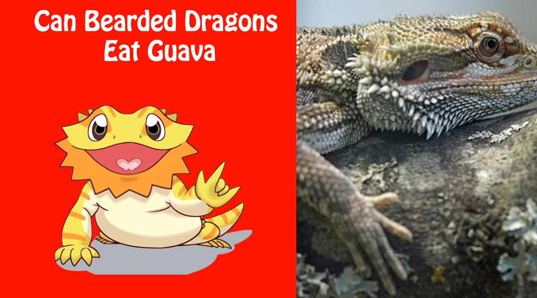 Can Bearded Dragons Eat Guava