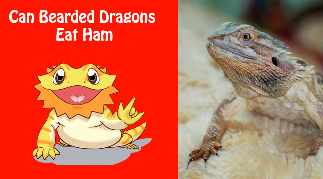 Can Bearded Dragons Eat Ham