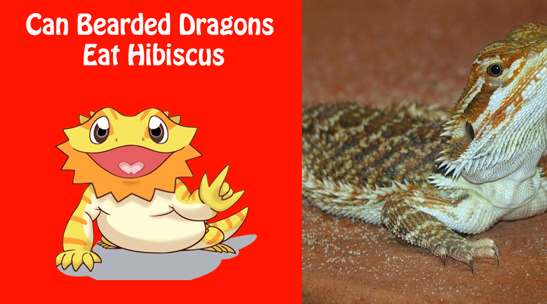 Can Bearded Dragons Eat Hibiscus
