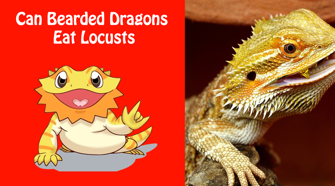 Can Bearded Dragons Eat Locusts