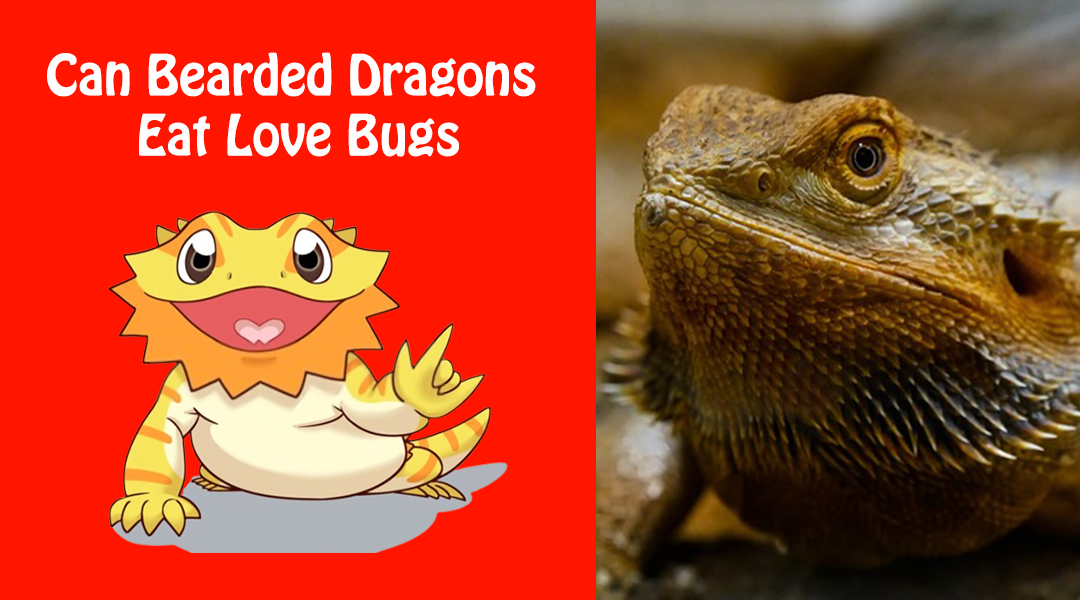 Can Bearded Dragons Eat Love Bugs