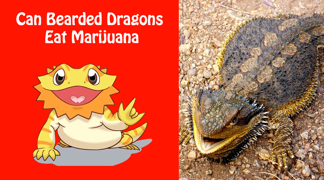Can Bearded Dragons Eat Marijuana