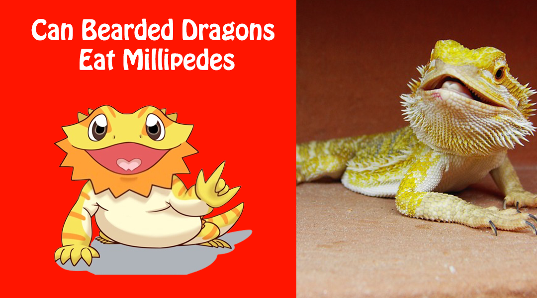 Can Bearded Dragons Eat Millipedes