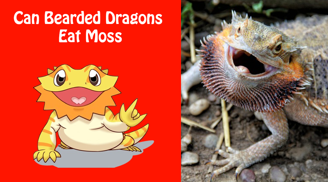 Can Bearded Dragons Eat Moss