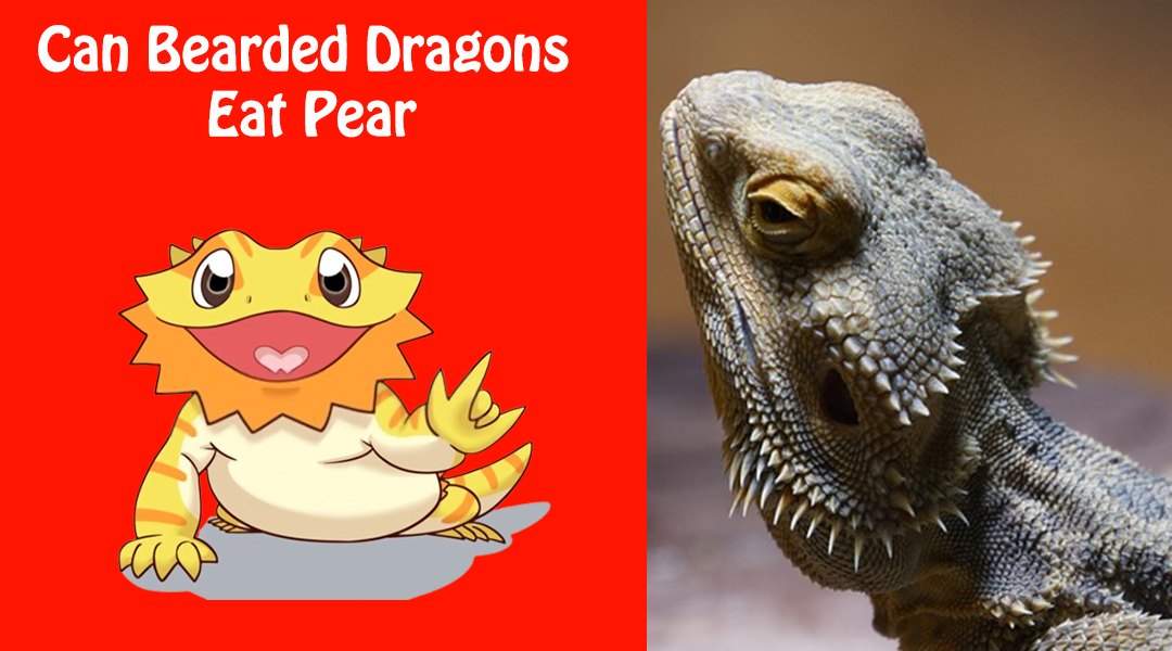 Can Bearded Dragons Eat Pear