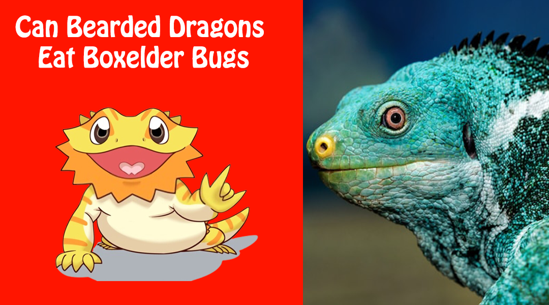 Can Bearded Dragons Eat Boxelder Bugs