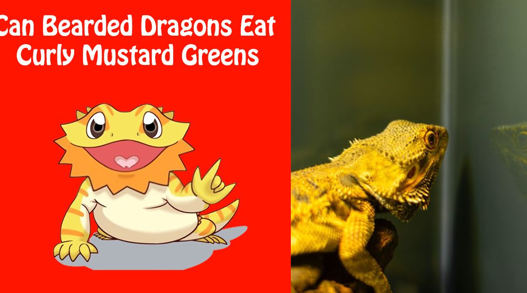 Can Bearded Dragons Eat Curly Mustard Greens