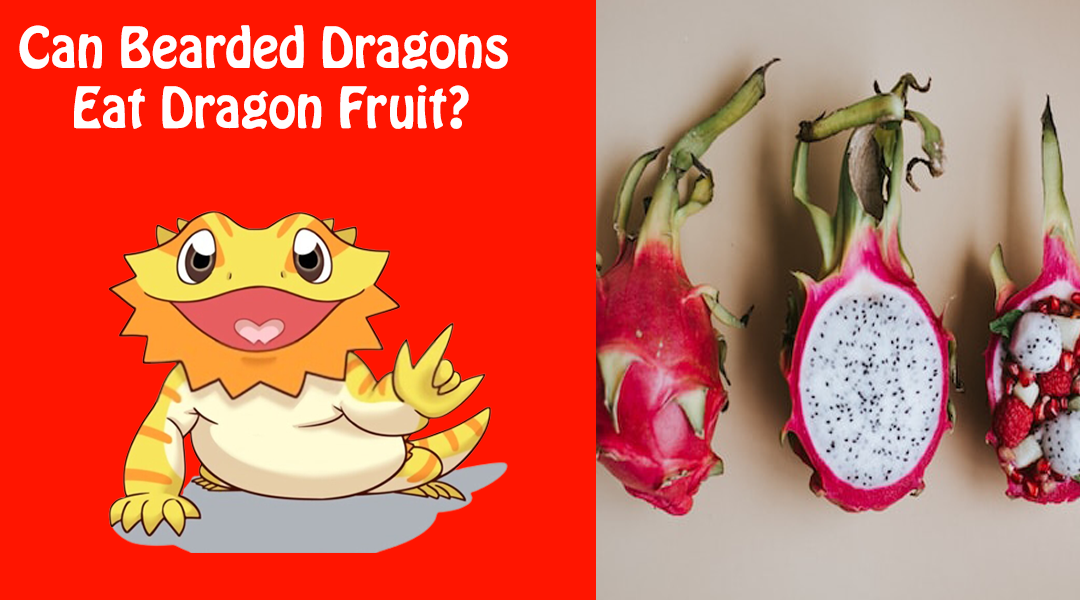 Can Bearded Dragons Eat Dragon Fruit?