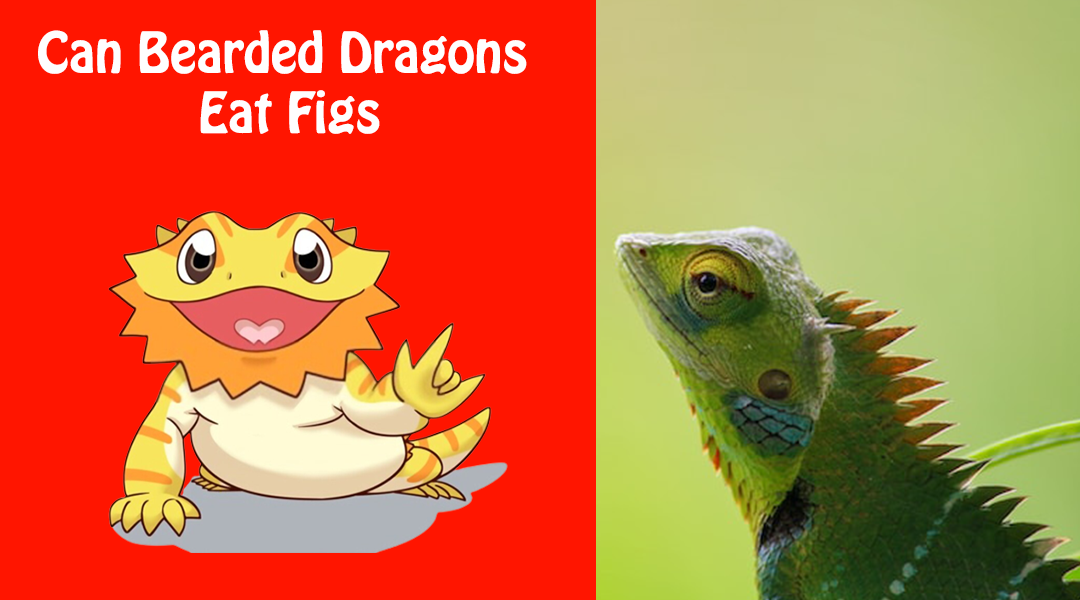 Can Bearded Dragons Eat Figs