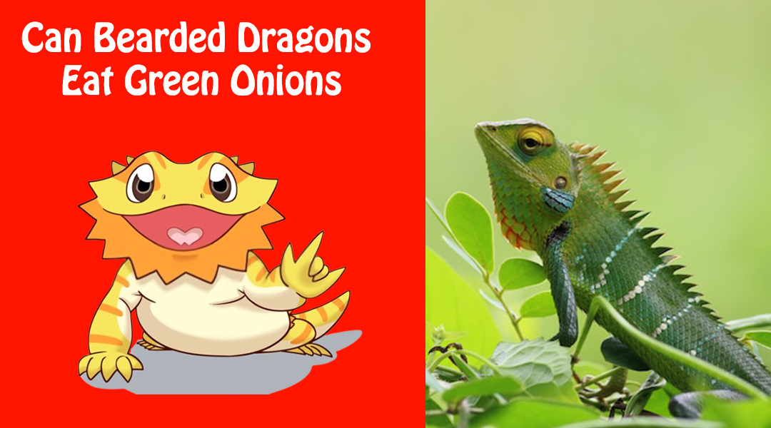 Can Bearded Dragons Eat Green Onions