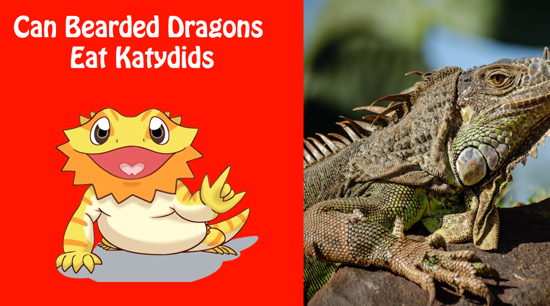 Can Bearded Dragons Eat Katydids