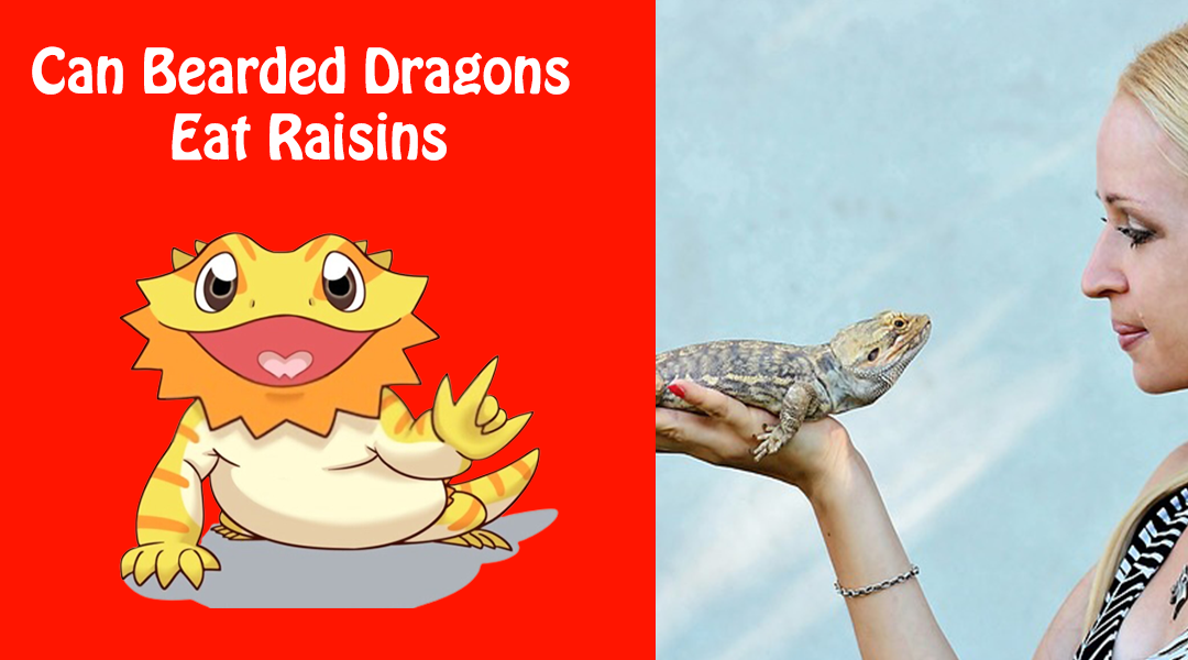 Can Bearded Dragons Eat Raisins
