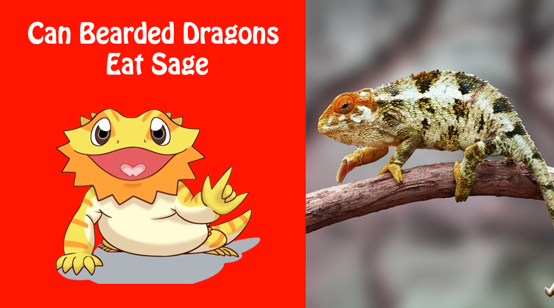 Can Bearded Dragons Eat Sage