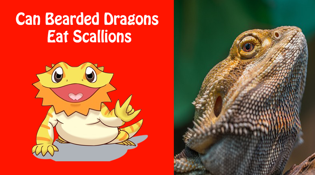 Can Bearded Dragons Eat Scallions